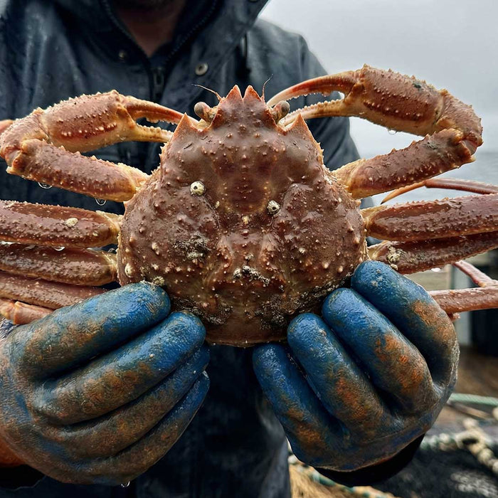 SUSTAINABLE SNOW CRAB, EXPLAINED