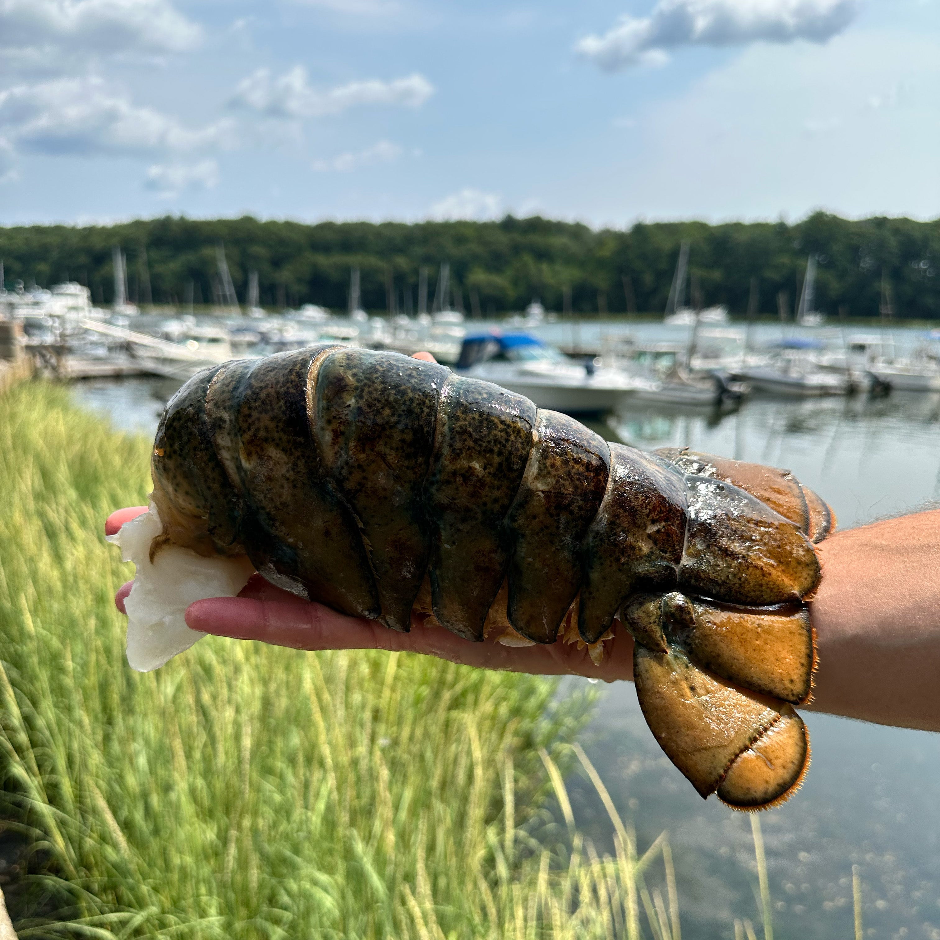JUMBO LOBSTER TAILS