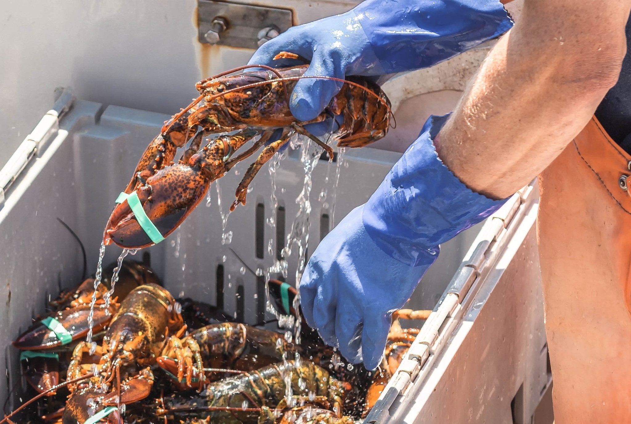 Maine Lobster Meat (Claw & Knuckle) - PrimeFish Seafood Co. - Large Boxes